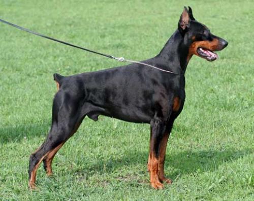 Endor Royal Bell | Black Doberman Pinscher