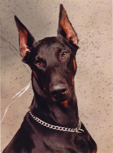 Orex v. Kyffhäuser | Black Doberman Pinscher
