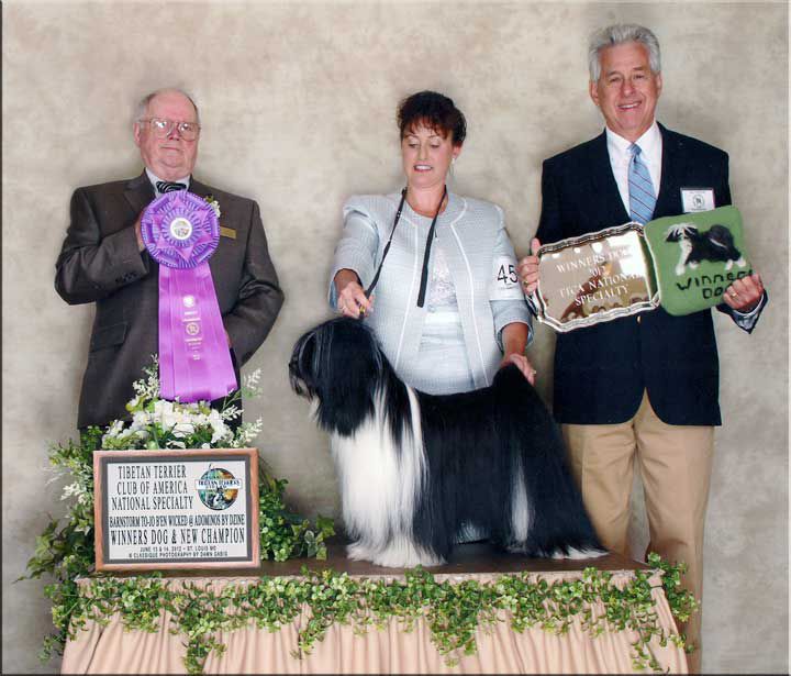 BARNSTORM TO-JO B'EN WICKED @ ADOMINOS BY DZINE | Tibetan Terrier 