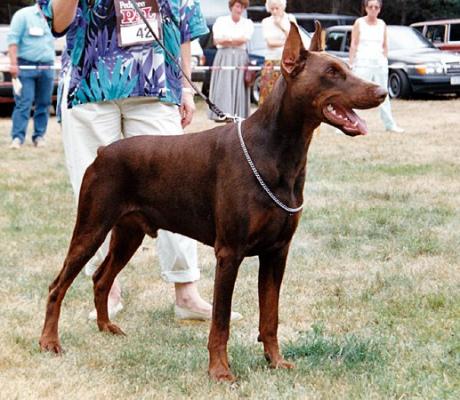 Elvis v. Lerchenfeld | Brown Doberman Pinscher