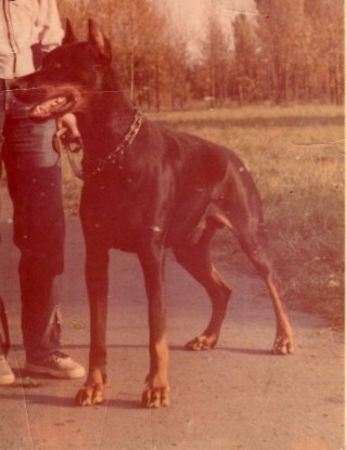 Tobi Black z Grodu Trybunalskiego | Black Doberman Pinscher