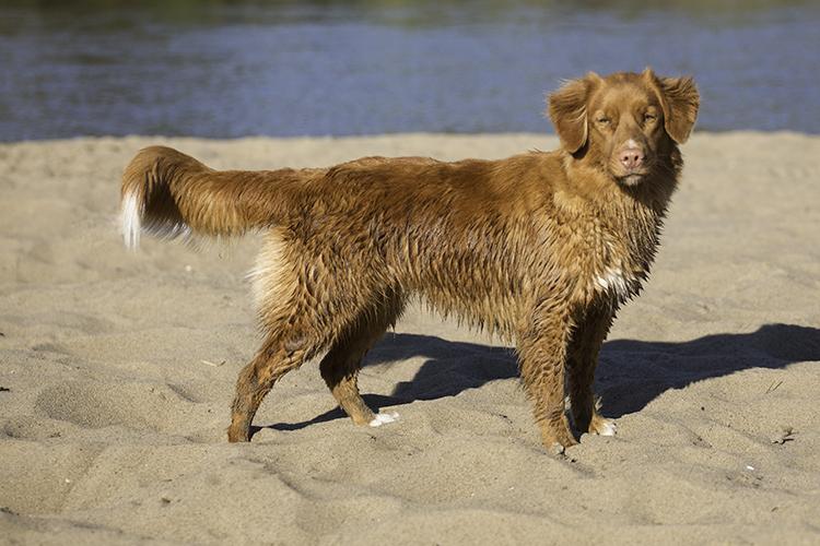 Red Hot Chilli's High Life | Nova Scotia Duck Tolling Retriever 