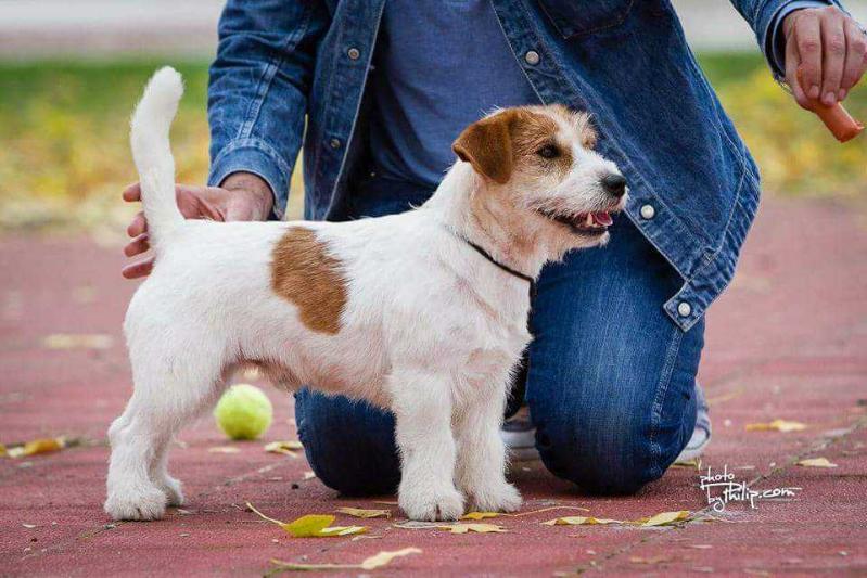 Kenel | Jack Russell Terrier 