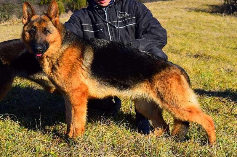 Arwen Sitekov dvor | German Shepherd Dog 