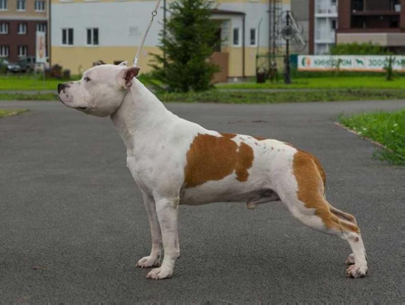 Amfashion Spirit of Victory | American Staffordshire Terrier 