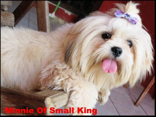 Minnie of small king | Lhasa Apso 