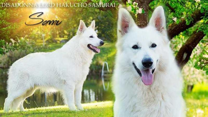 Disadonna Lord Hakuchö Samurai | White Swiss Shepherd Dog 