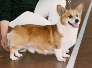 ?????? ??????? ????? | Pembroke Welsh Corgi 