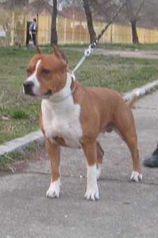 Srcky's Smoke On The Water - Sky | American Staffordshire Terrier 