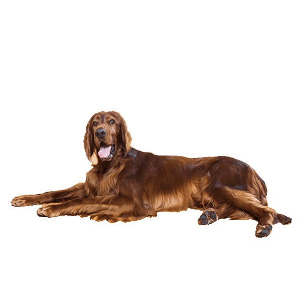 Irish Setter