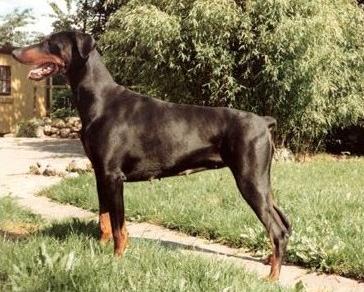 Neckelmanns Diana | Black Doberman Pinscher