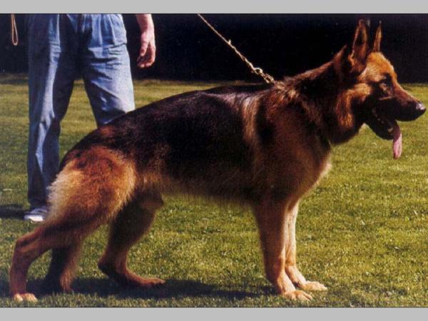 Falk von Isidora | German Shepherd Dog 