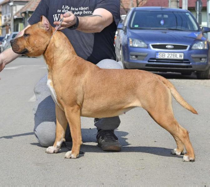 Ducipal Wiloma | American Staffordshire Terrier 