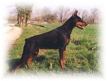 Shimère du Sanctuaire des Erinnyes | Black Doberman Pinscher