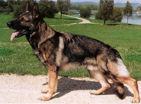 Santo vom Elfenschloß | German Shepherd Dog 
