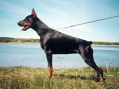 Naomi Nalin Disant Rou | Black Doberman Pinscher