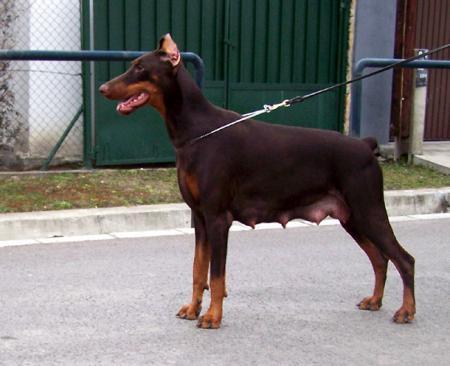 Little League's Hippie Love | Brown Doberman Pinscher