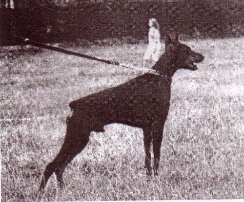 Orion z Celebes | Black Doberman Pinscher