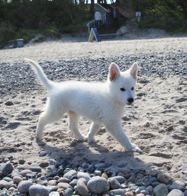 Erövrarens Carlene Carter | White Swiss Shepherd Dog 