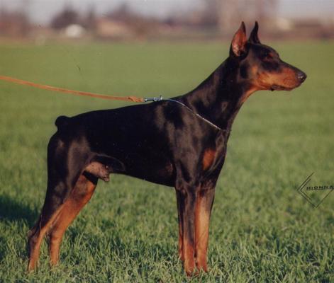 Emio v. Adanz | Black Doberman Pinscher