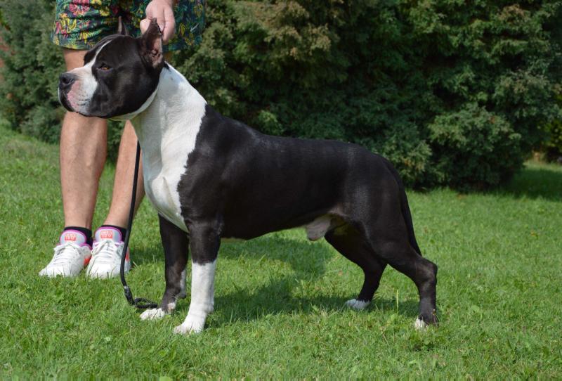 JC Ring Angels Aron | American Staffordshire Terrier 