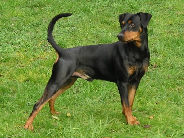 FRODO von der Rheinebene | German Pinscher 