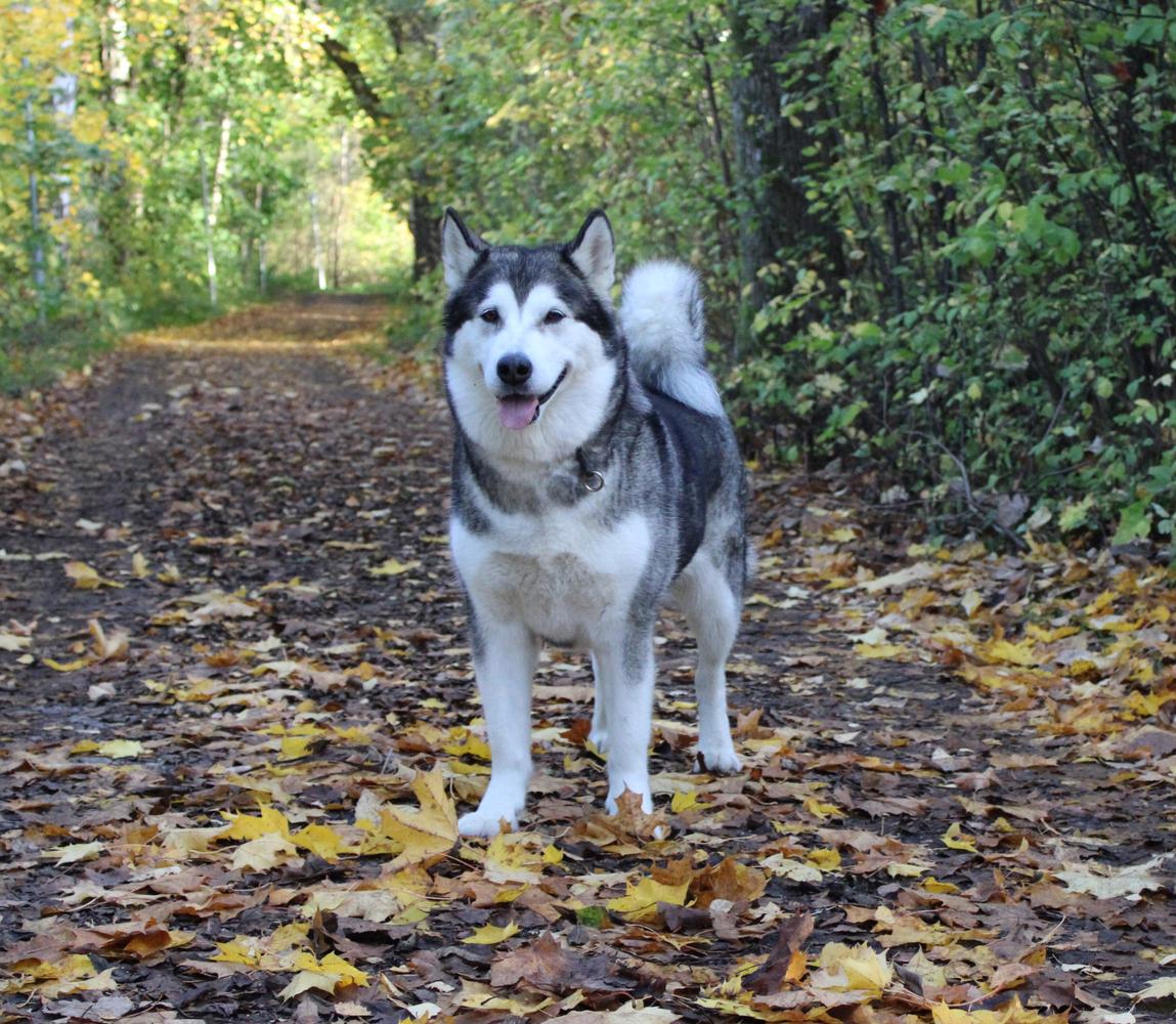 Wintervargars never complain | Alaskan Malamute 