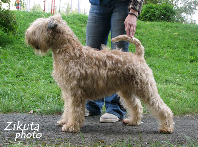 Wheatengale Deli La | Soft Coated Wheaten Terrier 