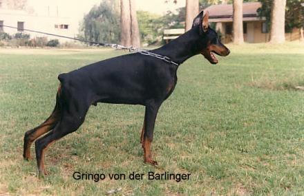 Gringo v.d. Barlinge | Black Doberman Pinscher