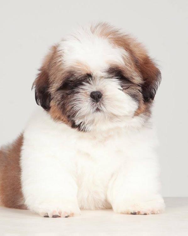 PAR D´ELLAS MARK | Shih Tzu 