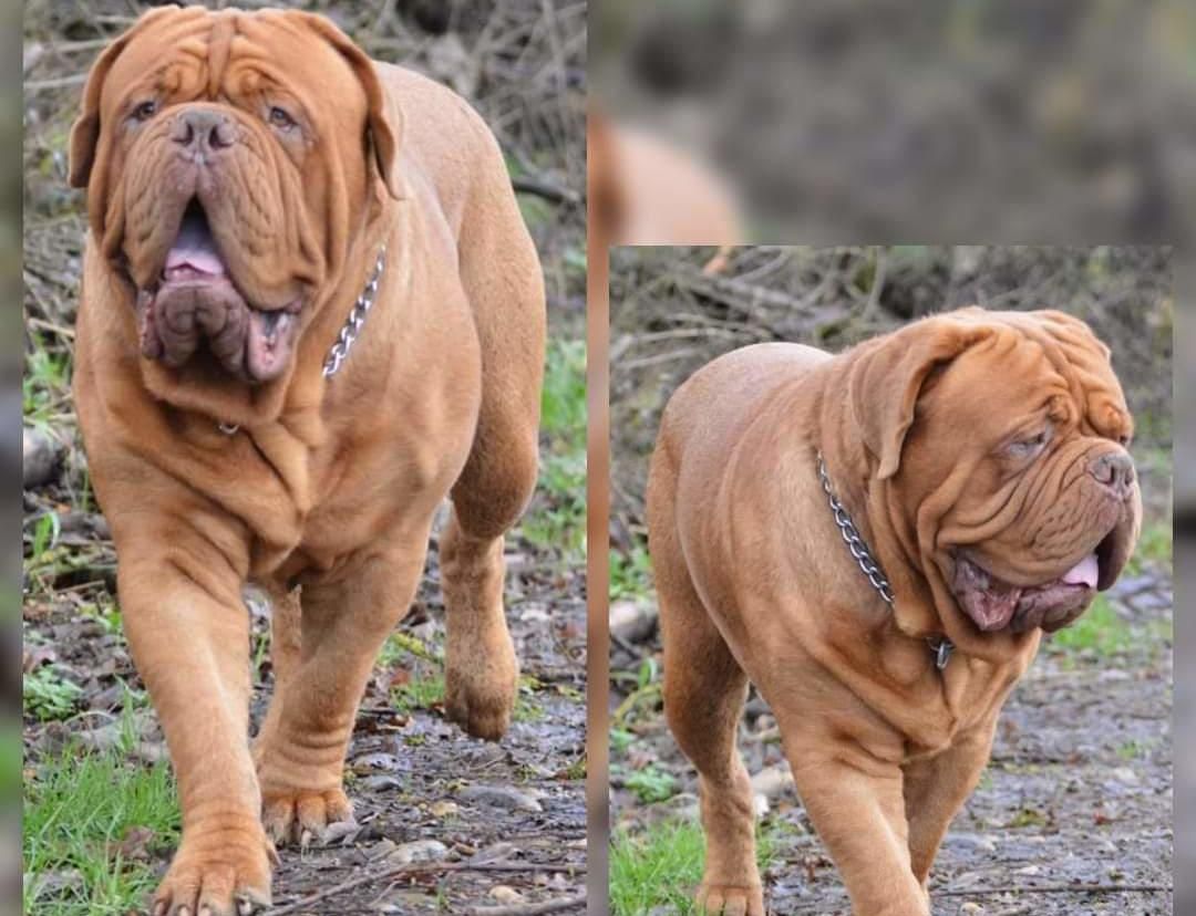 Nash Dogue Force One | Dogue de Bordeaux 