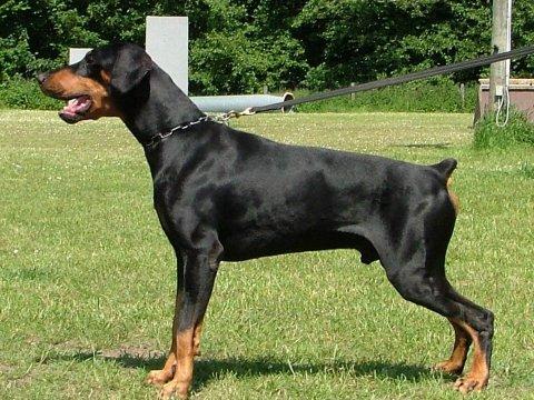 Hakon v. Vele | Black Doberman Pinscher