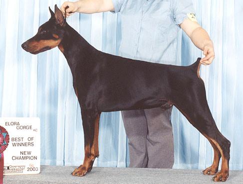 Thaisen v. Klingbach | Black Doberman Pinscher