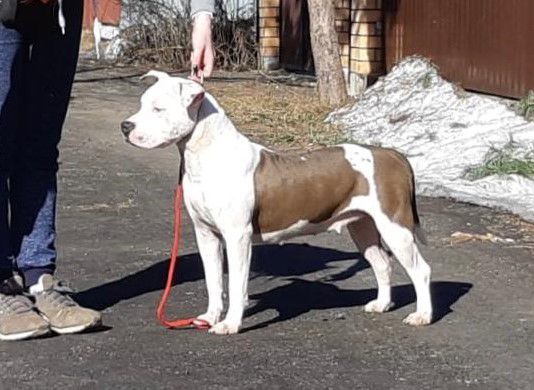 Chance of Life Ledy Croft | American Staffordshire Terrier 
