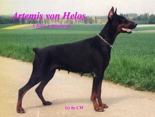 Artemis v. Helos | Black Doberman Pinscher