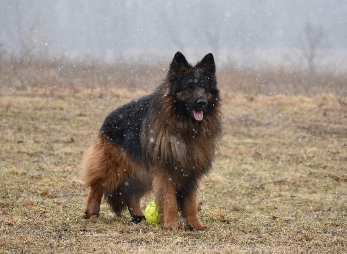 Aaligator von Skorpionenblut | German Shepherd Dog 