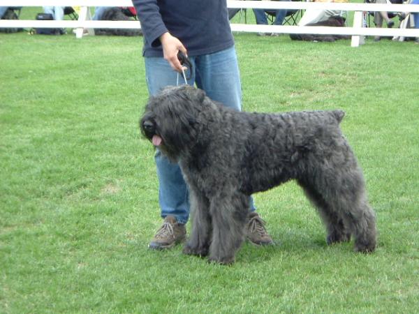 Storm Robey v.d. Duca Vallei | Bouvier des Flandres 