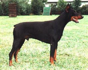 Eick v. Alten Felsen | Black Doberman Pinscher