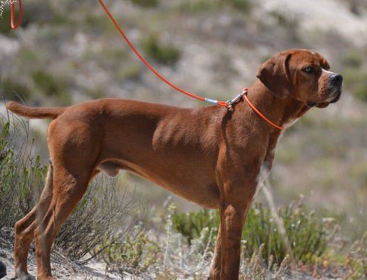 Porsche da Porta do Olival | Portuguese Pointer 