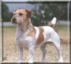 Myrmidon Jack Cam | Jack Russell Terrier 