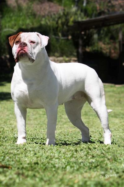 SUNSHINEBULLS' SUNSHINE | Olde English Bulldogge 