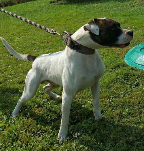 Bullhead's Spike | American Bulldog 