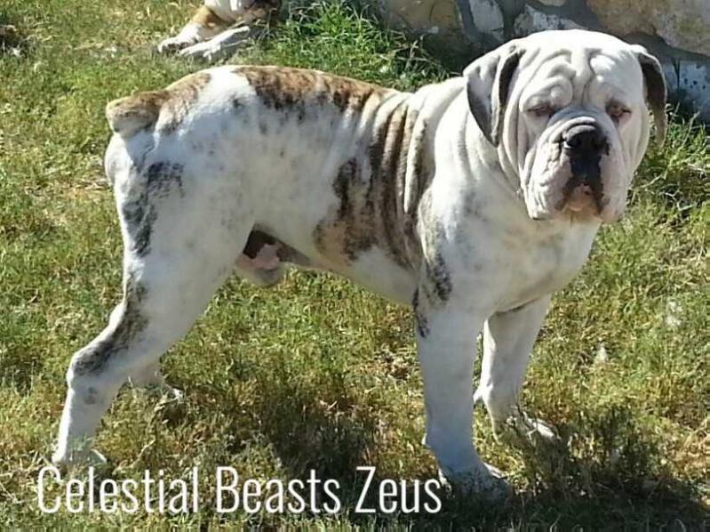 Celestial Beasts Zues | Olde English Bulldogge 