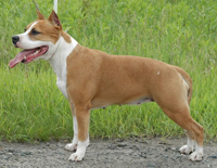 Elixir Zhizni Zhar - Ptitsa | American Staffordshire Terrier 