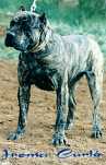 Tina de Irema curto | Perro de Presa Canario 