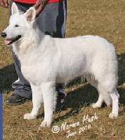 Explosive Design Des Gardiens du Pacte | White Swiss Shepherd Dog 