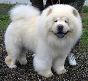 VAN DAN TAN | Chow Chow 