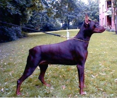 Alexis v. Aesculap | Brown Doberman Pinscher