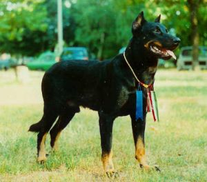 Ascan Horla Oszkár | Beauceron 