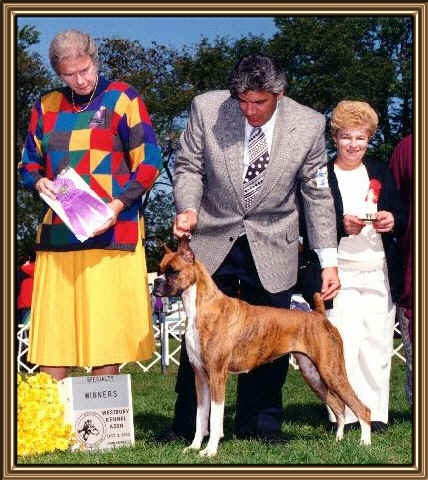 Talisman's Arriba Sonata | Boxer 